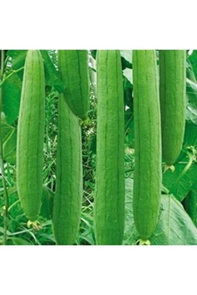 Köy Tohumları 50 Adet Tohum Nadir Organik Hasat Hatay Lif Kabağı Tohumu Hediy...