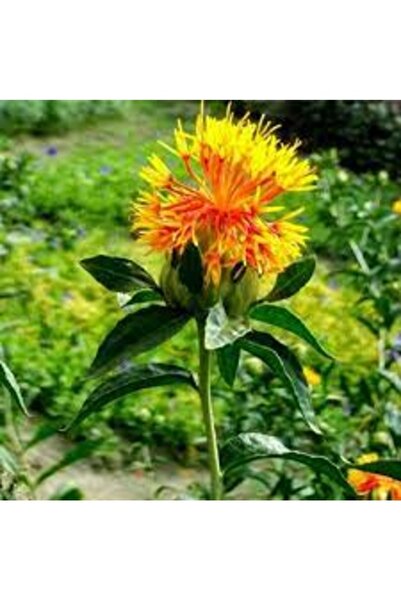 Köy Tohumları 10 Adet Tohum Nadir Sarı Kırmızı Aspir Çiçeği Tohumu Hobi Balko...