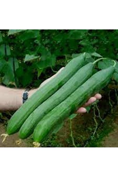 Köy Tohumları 20 Adet Tohum İthal Organik Uzun Sırık Salatalık Tohumu Taze Ha...