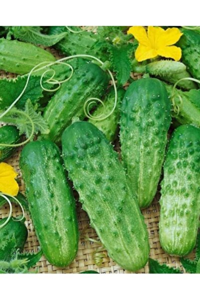 Köy Tohumları 100 Adet Tohum Kaliteli Hasat Organik Turşuluk Yemelik Kornişon...