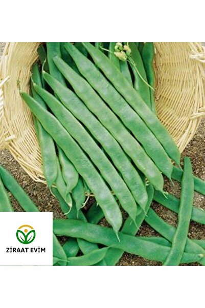 Ziraat Evim Yerli Perolar Taze Fasulye Tohumu 50 Adet Sepet Dolduran Sırık Kı...