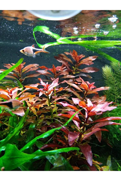 Ludwigia Repens 5 Dal Renkli Akvaryum Bitkisi Canlı Bitki, Kolay Akvaryum Bitkisi