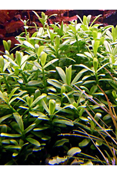 Akvaryumhane Hedyotis Salzmanii 5 Dal Kolay Co2 Gerekmeyen Akvaryum Bitkisi C...