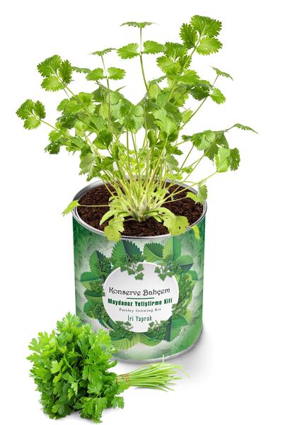 Konserve Bahçem Maydanoz Yetiştirme Kiti - Sebze Fidesi Yetiştirme Kiti Mayda...
