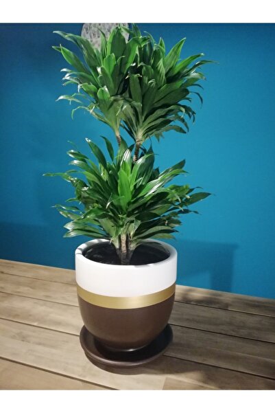 Balcony Flower Exclusive Salon Saksı