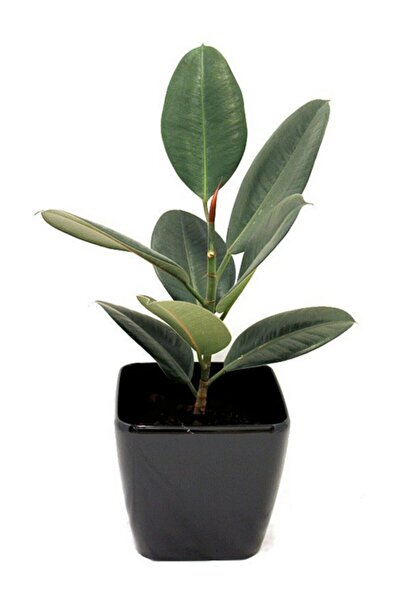 İthal Dönmez Çiçek Kauçuk Bitkisi Yerli Üretim Tek Gövde 60 70 cm