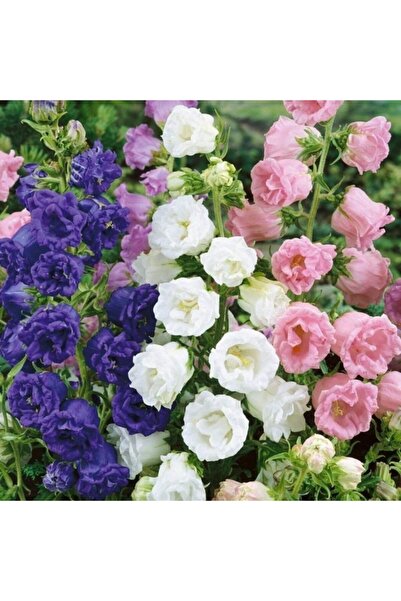 Bilgarden Karışık Katmerli Campanula Çan Çiçeği Tohumu 100 Tohum