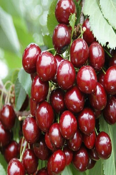 Bilgarden Tüplü Aromatik Kendine Verimli Yarı Bodur Stella Kiraz Fidanı