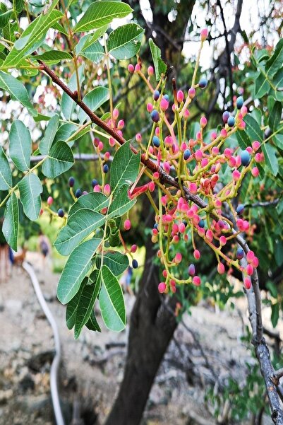 Bilgarden Tüplü Bıttım Ağacı Fidanı(menegiç Çıtlık)