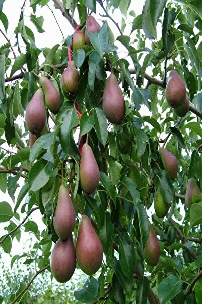 Bilgarden Tüplü Aşılı Leziz Aromalı Yarıbodur Carmen Armut Fidanı