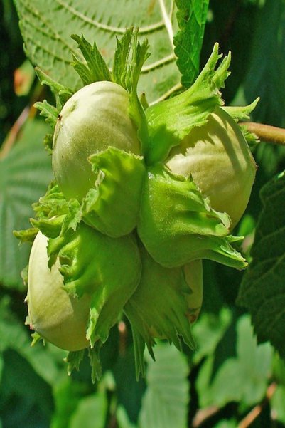 Bilgarden Tüplü Iri Meyveli Palaz Fındık Fidanı