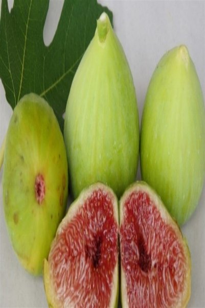 Bilgarden Tüplü Gök Lob Incir Fidanı
