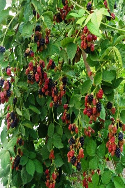 Bilgarden Tüplü Bol Verimli Dikensiz Chester Böğürtlen Fidanı