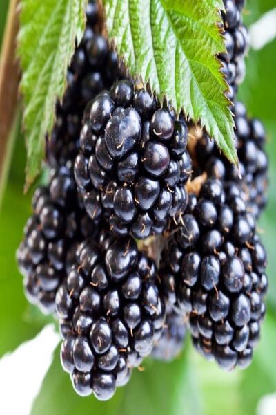 Bilgarden Tüplü Bol Verimli Yediveren Aromatik Brazos Böğürtlen Fidanı