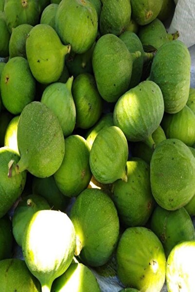 Bilgarden Tüplü Erkek Ilek Hamza Incir Fidanı