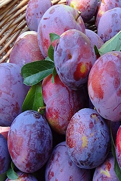 Bilgarden Tüplü Bol Verimli Tam Bodur Angeleno (anjelika) Siyah Erik Fidanı