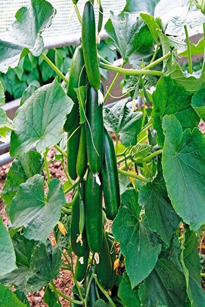 Bilgarden Sofralık Çıtır Salatalık Fidesi 5 Adet