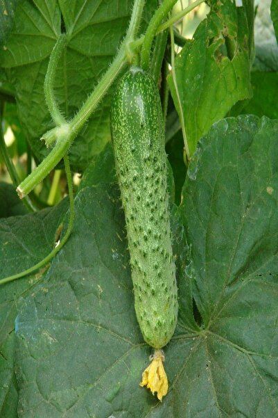 Bilgarden Çıtır Turşuluk Sofralık Kornişon Fidesi (5 Adet)