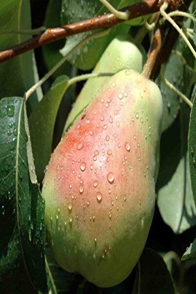 Bilgarden Tüplü Aşılı Yüksek Verimli Dalkıran Santa Maria Armut Fidanı