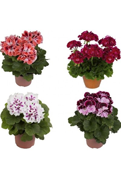 Bilgarden Colorama Karışık Renkli Hibrit Sardunya Çiçeği Tohumu 24 Tohum