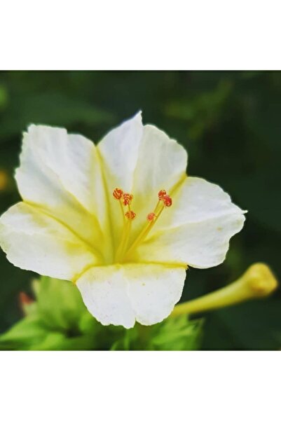 Bilgarden Beyaz Renkli Akşam Sefası Çiçeği Tohumu 20 Adet