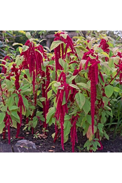 Bilgarden Sarkan Kırmızı Amaranthus (horoz Ibiği) Çiçeği Tohumu (1500 Tohum)