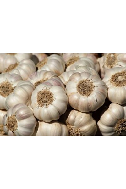 sarımsak Taşköprü Orta Boy