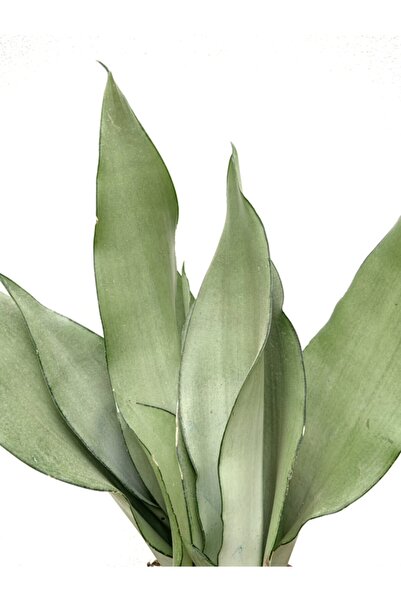 NIWA BOTANIC Sansevieria Moonshine - Özel Tür Paşa Kılıcı