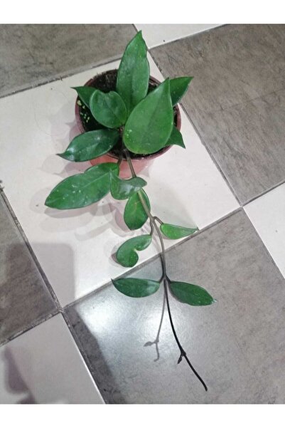 UMUTDESIGN Mum Çiçeği -hoya Carnosa