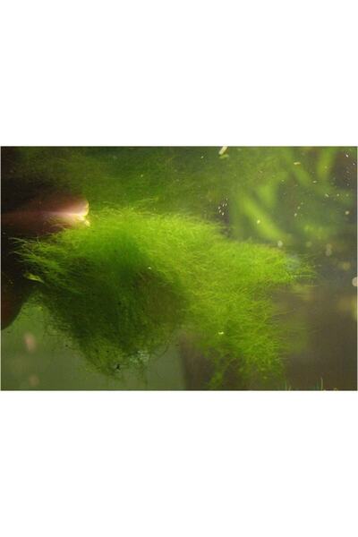 Tropical Canlı Doğuran Türleri Yemeklik Canlı Yosun 1pkt