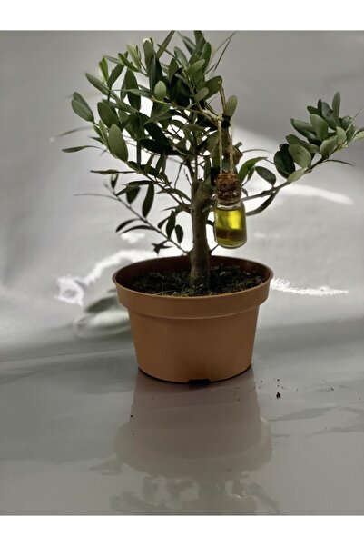selem botanik Bonsai Zeytin Ağacı