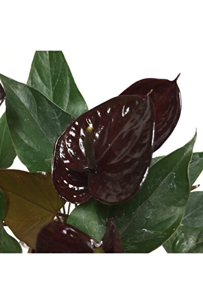 Betonish Anthurium Andreanum 'black Love' - Ev Ve Ofis Bitkisi - Flamingo Çiçeği