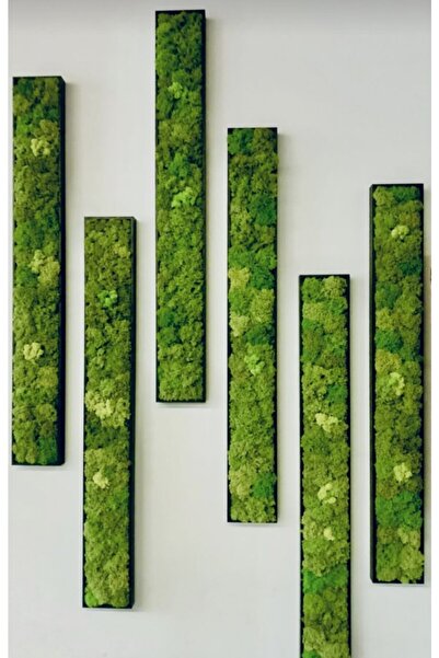 Paciano Flowers Lupus Stabilize Yosun Tablo