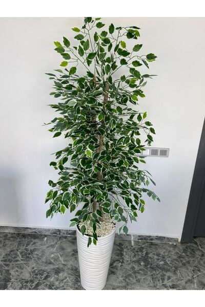 Yapay Benjamin Starlight Ağacı 180 Cm Ekstra Yoğun Yapraklı Beyaz Kumsal Saksıda