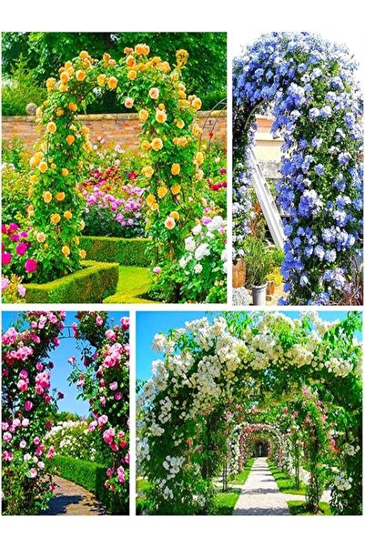 BAHÇECİLER SABİT AYAKLI GÜL KEMERİ