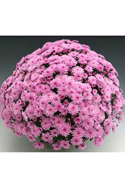 E-fidancim Özel Seri Branfountain Pink Kasımpatı Krizantem Çiçeği Fidesi (1 A...
