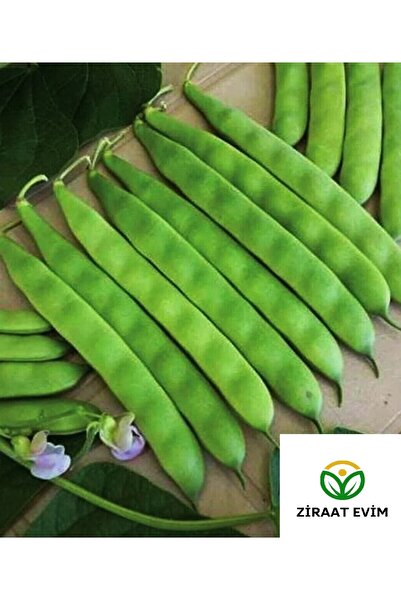 Ziraat Evim Yerli Oturak Nazende 40 Günlük Taze Yeşil Fasulye Sarıkız 50 Adet
