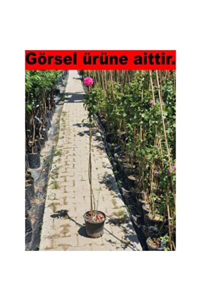 Fidan & Peyzaj - Reçellik Gül Fidanı ( 2 Yaş / Yoğun Kokulu)