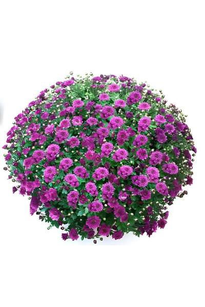 Bilgarden Özel Tür Bransmart Purple Kasımpatı Krizantem Çiçeği Fidesi (1 Adet)