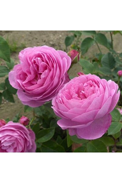 Fidan & Peyzaj - Reçellik Gül Fidanı ( 2 Yaş / Yoğun Kokulu)