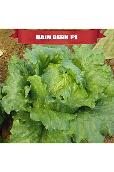 GüneyDoğuTopraksızTarımm İceberg Göbek Marul Tohumu 100 adet