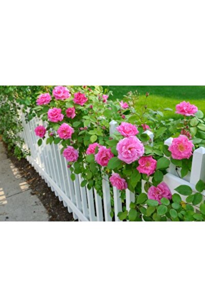 Fidan & Peyzaj - Sarmaşık Isparta Gülü ( 2 Yaş / Yoğun Kokulu)