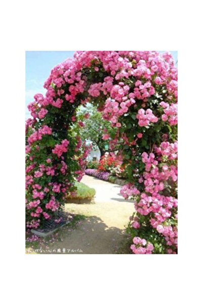 Fidan & Peyzaj - Reçellik Gül Fidanı ( 2 Yaş / Yoğun Kokulu)