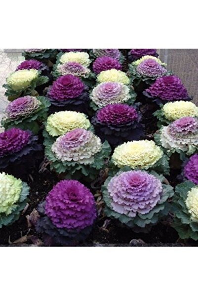 Köy Tohumları 30 Adet Tohum Organik Bahçe Süs Lahana Çiçeği Tohumu Balkon Çiç...