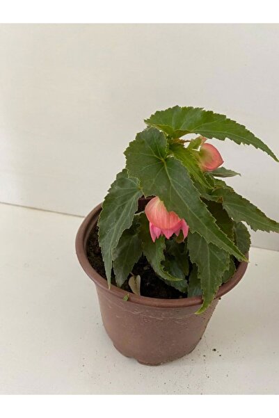 Bitkim Sende Pembe Renk Gelin Damat Çiçeği (Katlı çınar begonya)1 ADET Saksıl...
