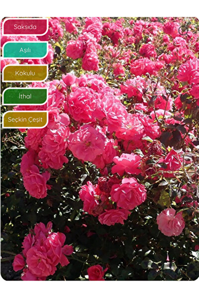 körfezgardens Gül Fidanı Pembe Peyzaj Gülü Rosa floribunda Bad Birnbach, İTHA...