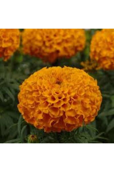 Agrobazaar Turuncu Kadife Çiçeği-Portakal Nergisi Çiçeği-Hazeran Çiçeği-Lavan...