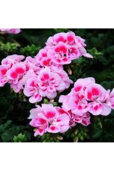 Köy Tohumları 15 Adet Tohum Nadir Pembe Sardunya Çiçeği Tohumu Saksı Toprak B...