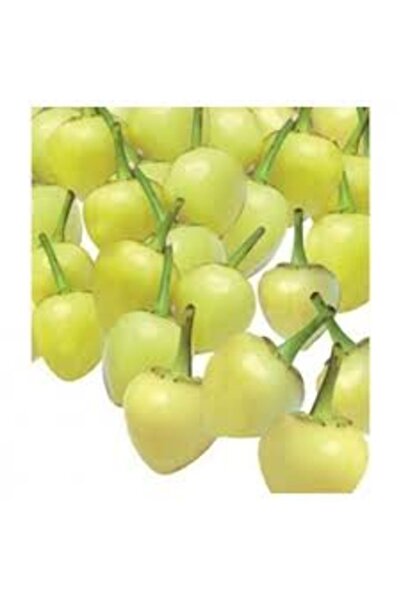 Köy Tohumları 100 Adet Tohum Nadir Acı Sarı Fındık Biber Tohumu Fındık Biberi...