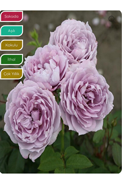 körfezgardens Gül Fidanı Novalis Lila Rosa Laxa, İTHAL, Tüplü